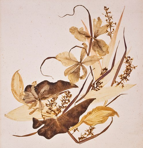 Картины из сухих цветов и листьев