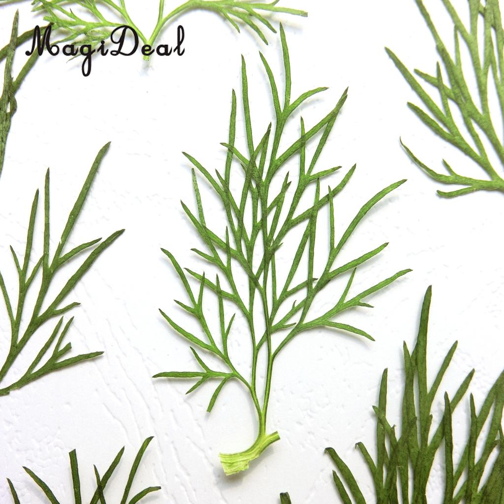 10x Pressed Real Dried Flower Dry Leaves for DIY Crafts Bookmark Card Making	