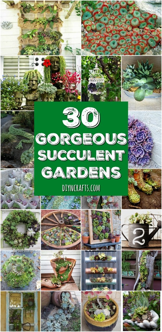 30 Captivating Backyard Succulent Gardens You Can Easily DIY - Curated and Created by DIYnCrafts.com Team