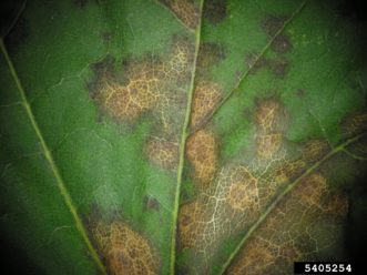 Anthracnose of maple (Aureobasidium apocryptum).