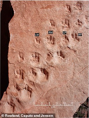 Each row has four footprints that are about three inches apart and its feet had claws at the end that pointed forward