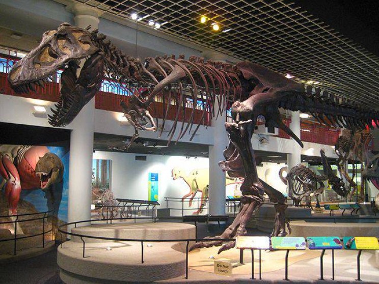 best science museums The Academy of Natural Sciences