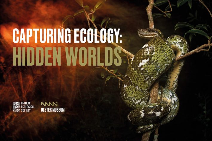 A Madagascan tree boa wrapped around a tree with the text 