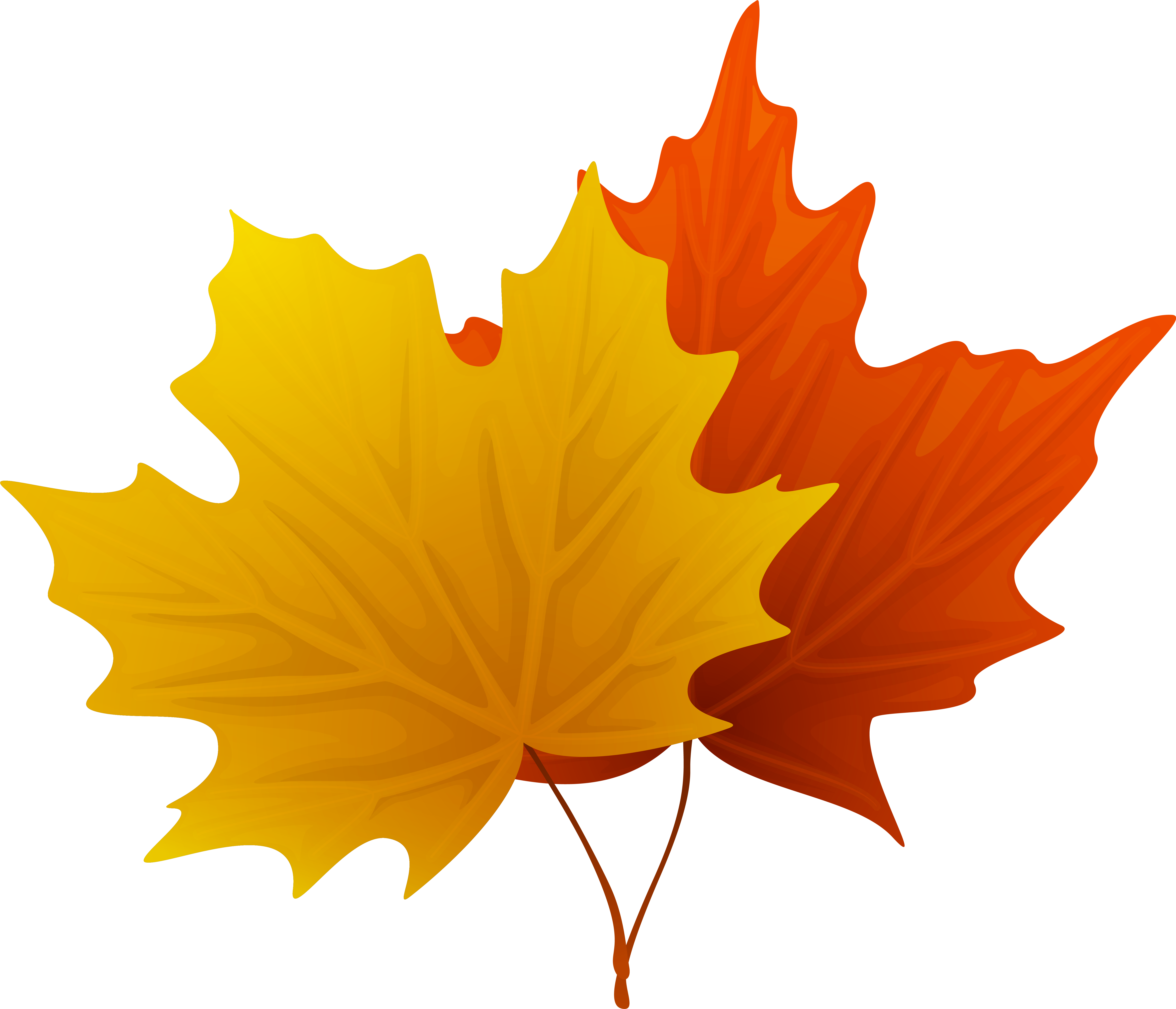 0 2147 fall maple leaves png decorative clipart image clip